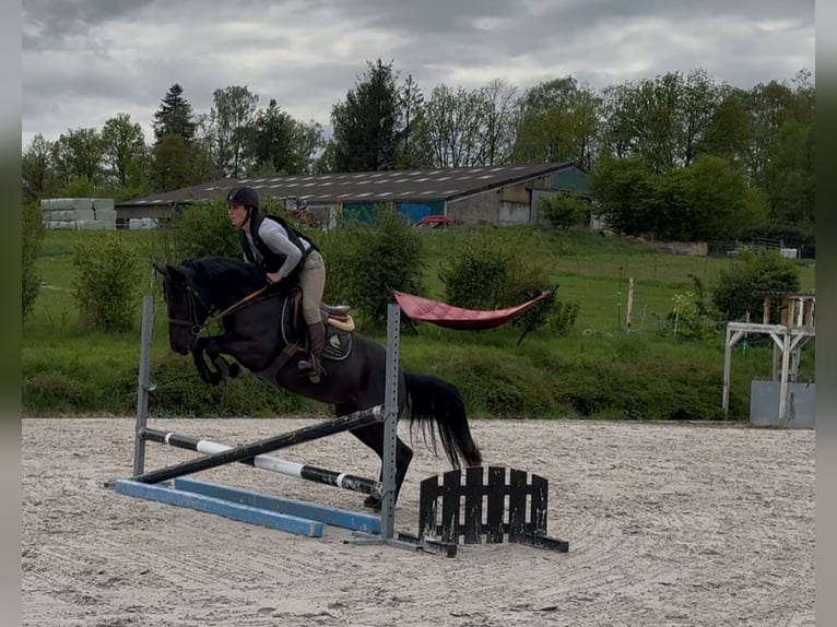 Belgisches Sportpferd Stute 5 Jahre 144 cm Rappe in Liège