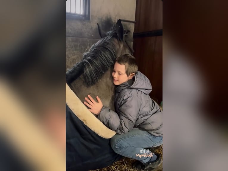 Belgisches Sportpferd Stute 5 Jahre 145 cm Rappschimmel in Sprimont