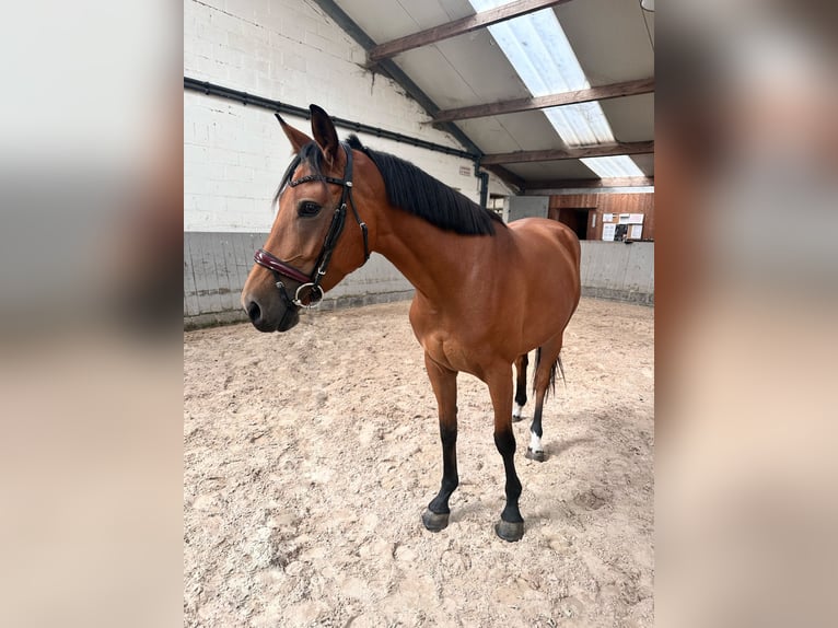 Belgisches Sportpferd Stute 5 Jahre 150 cm Hellbrauner in Kasterlee
