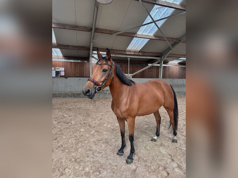 Belgisches Sportpferd Stute 5 Jahre 150 cm Hellbrauner in Kasterlee