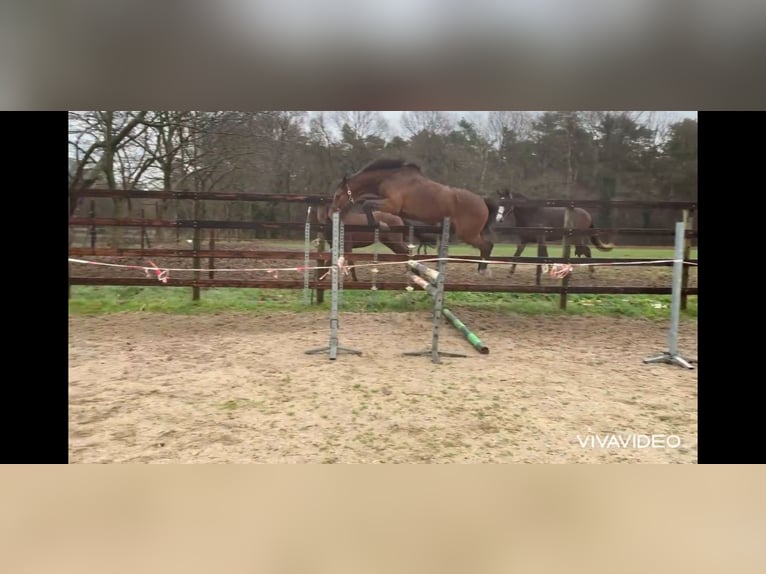 Belgisches Sportpferd Stute 5 Jahre 157 cm Brauner in Neerglabbeek