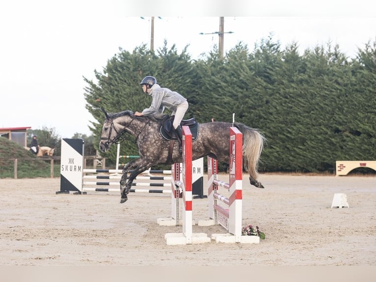 Belgisches Sportpferd Stute 5 Jahre 162 cm Schimmel in Harfleur