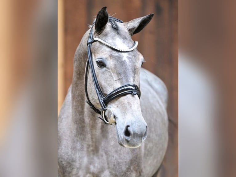 Belgisches Sportpferd Stute 5 Jahre 162 cm Schimmel in Unterneukirchen