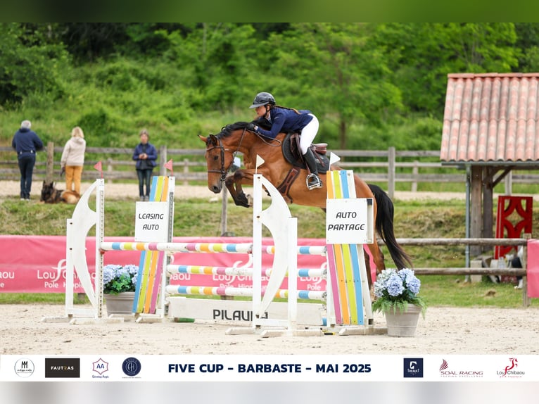 Belgisches Sportpferd Stute 5 Jahre 163 cm Schwarzbrauner in Dourdan