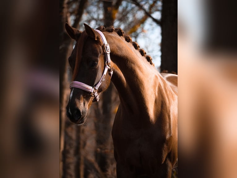 Belgisches Sportpferd Stute 5 Jahre 164 cm Dunkelfuchs in Nettersheim