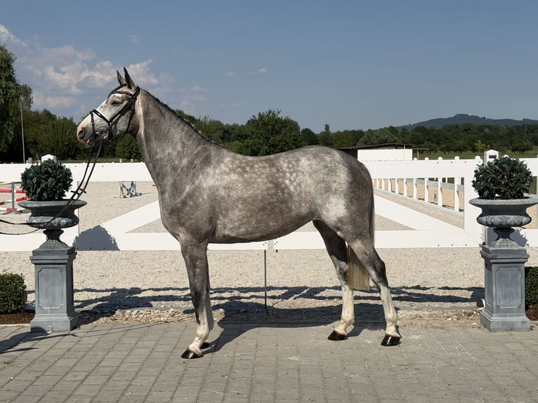 Belgisches Sportpferd Stute 5 Jahre 165 cm Apfelschimmel in Riedlingen