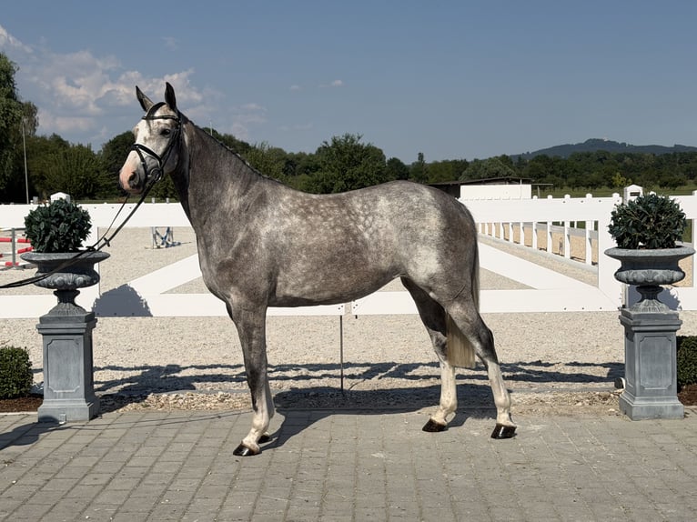Belgisches Sportpferd Stute 5 Jahre 165 cm Apfelschimmel in Riedlingen
