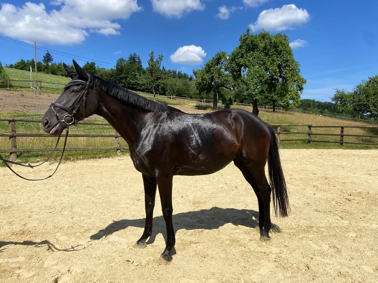 Belgisches Sportpferd Stute 5 Jahre 167 cm Rappe in Iserlohn