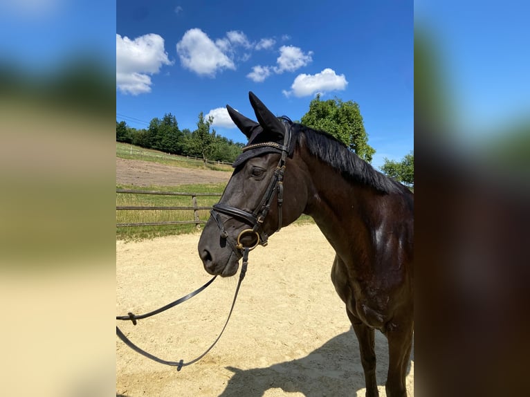 Belgisches Sportpferd Stute 5 Jahre 167 cm Rappe in Iserlohn