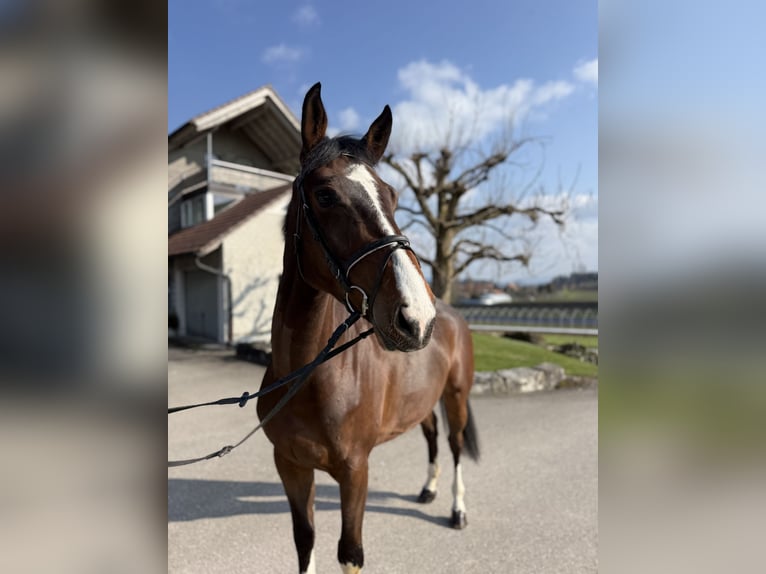 Belgisches Sportpferd Stute 5 Jahre 168 cm Brauner in Diemerswil