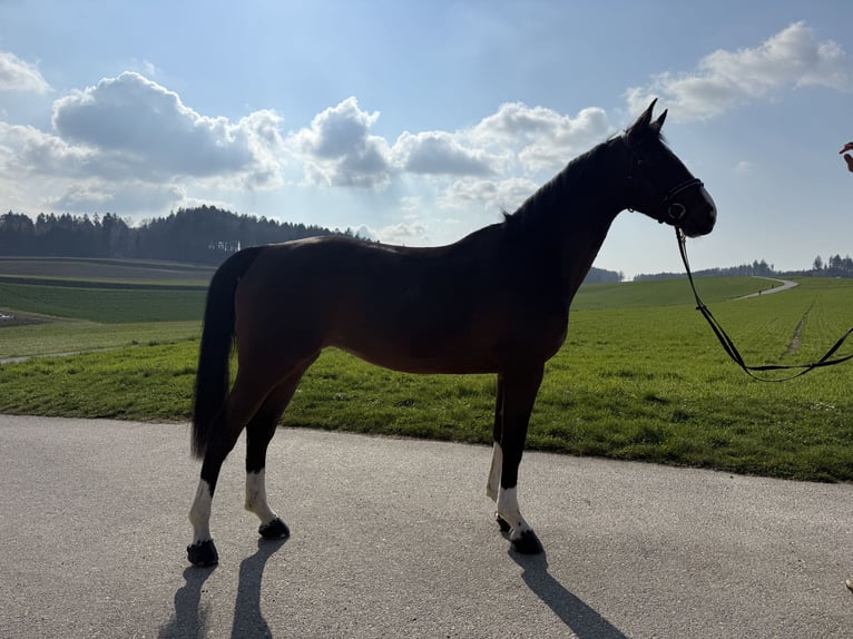 Belgisches Sportpferd Stute 5 Jahre 168 cm Brauner in Diemerswil
