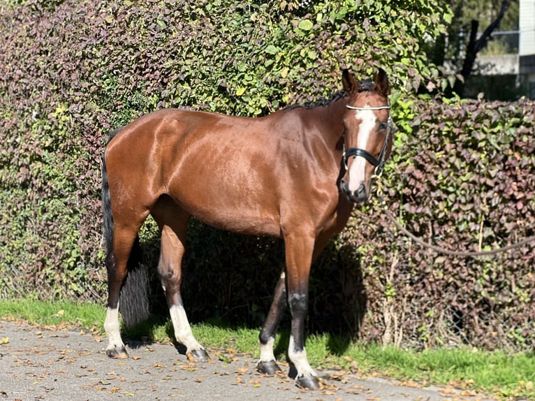 Belgisches Sportpferd Stute 5 Jahre 168 cm Brauner in Reinach AG