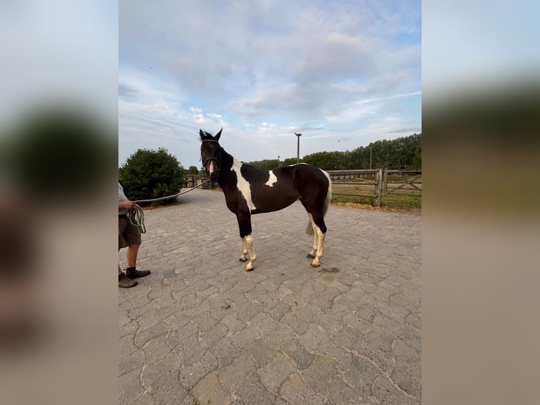 Belgisches Sportpferd Stute 5 Jahre 168 cm Tobiano-alle-Farben in Sandhausen