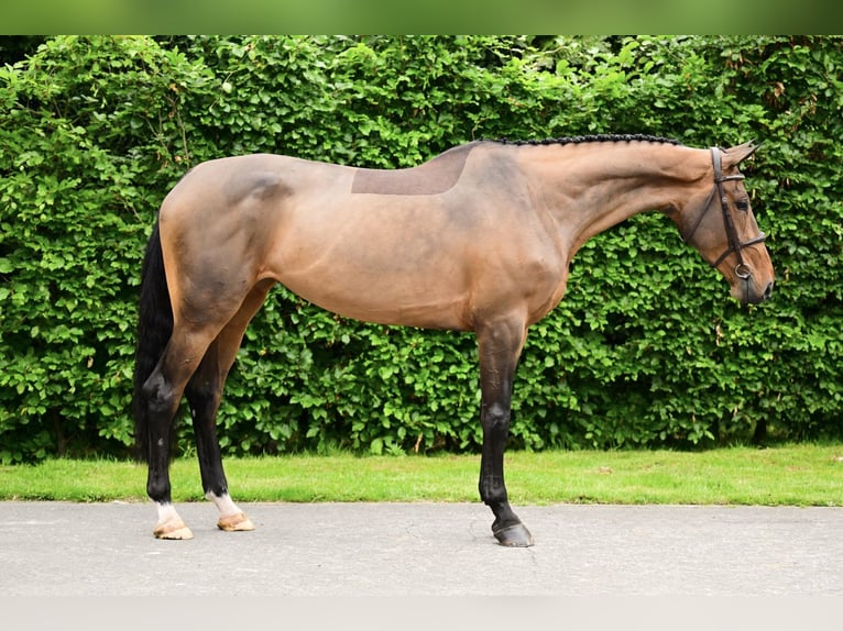 Belgisches Sportpferd Stute 5 Jahre 169 cm Brauner in Bladel