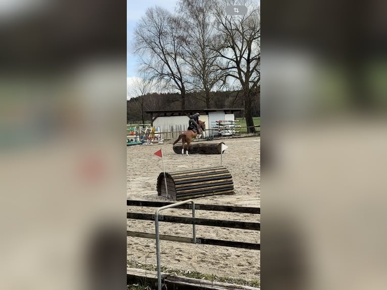 Belgisches Sportpferd Stute 6 Jahre 162 cm Fuchs in Bad Wurzach