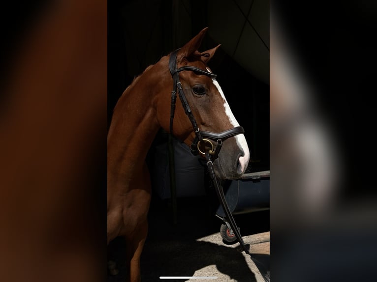 Belgisches Sportpferd Stute 6 Jahre 162 cm Fuchs in Bad Wurzach