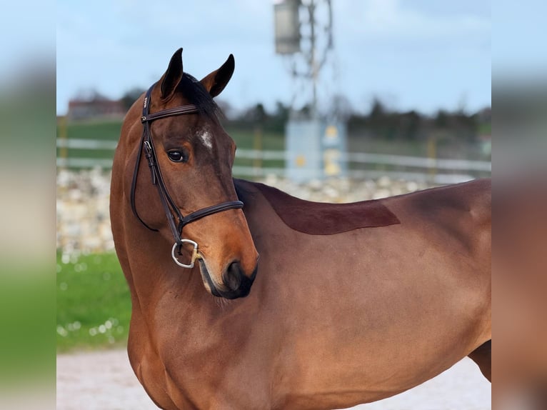 Belgisches Sportpferd Stute 6 Jahre 163 cm Brauner in Oviedo