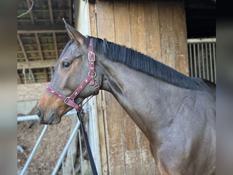 Belgisches Sportpferd Stute 6 Jahre 164 cm Brauner in Duffel