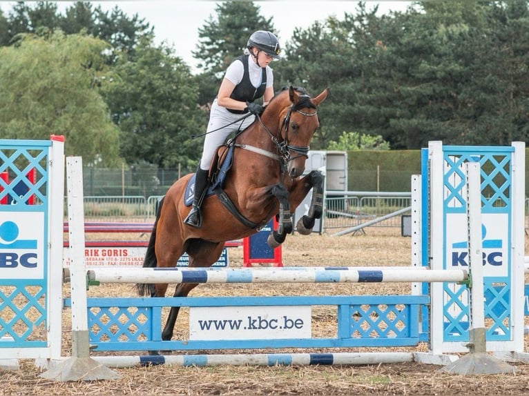 Belgisches Sportpferd Stute 6 Jahre 164 cm Brauner in Duffel