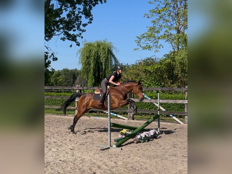 Belgisches Sportpferd Stute 6 Jahre 164 cm Brauner in Duffel