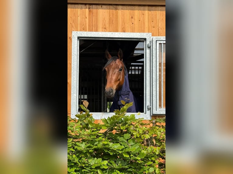 Belgisches Sportpferd Stute 6 Jahre 164 cm Brauner in Duffel
