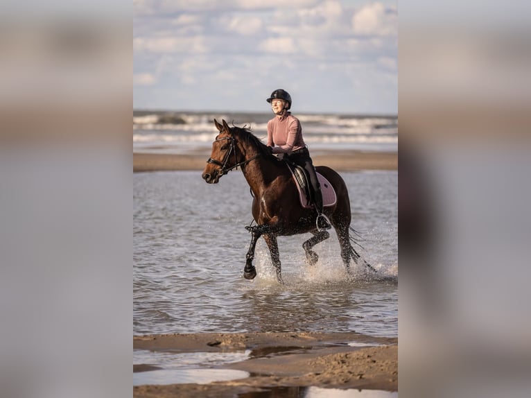 Belgisches Sportpferd Stute 6 Jahre 164 cm Brauner in Duffel