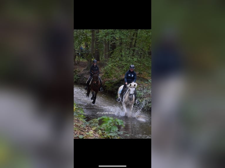 Belgisches Sportpferd Stute 6 Jahre 164 cm Brauner in Duffel