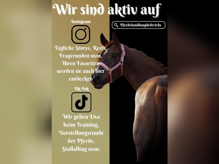 Belgisches Sportpferd Stute 6 Jahre 164 cm Dunkelfuchs in Berg bei Neumarkt in der Oberpfalz