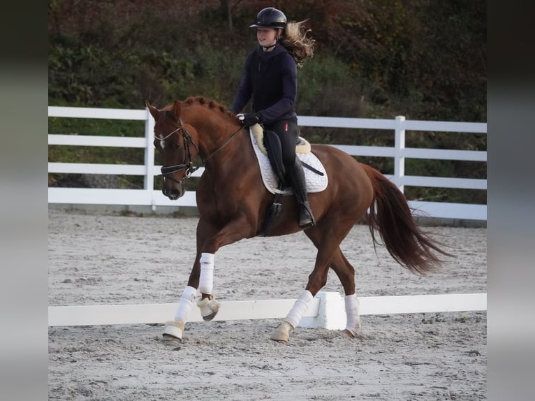 Belgisches Sportpferd Stute 6 Jahre 164 cm Dunkelfuchs in Nettersheim