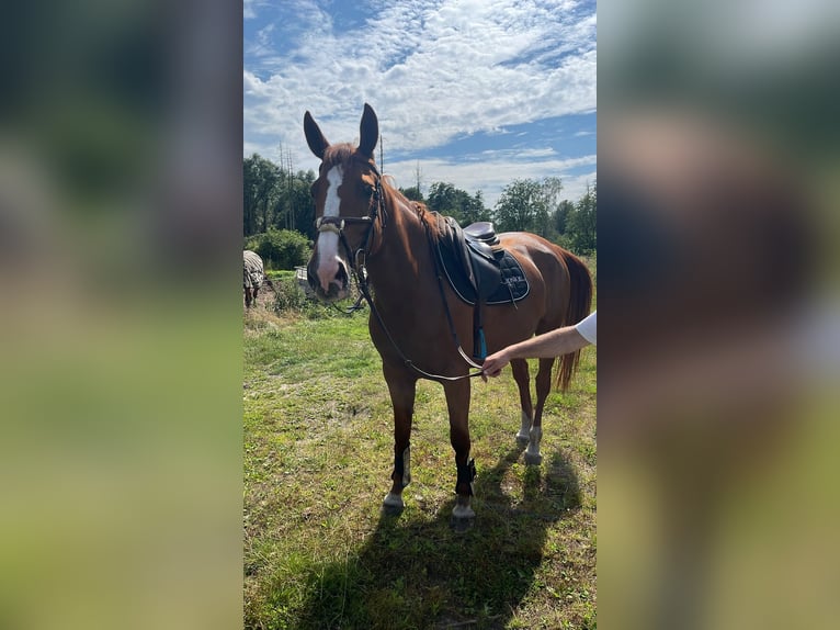 Belgisches Sportpferd Stute 6 Jahre 165 cm Rotfuchs in Wachtebeke