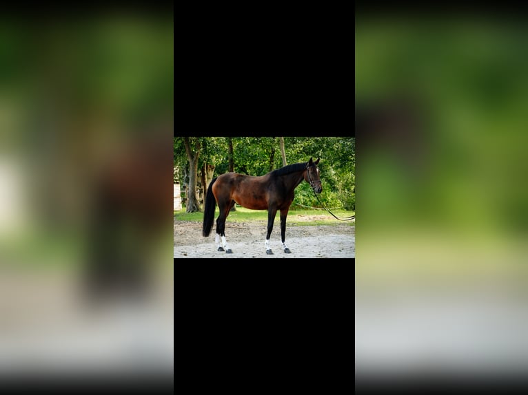 Belgisches Sportpferd Stute 6 Jahre 168 cm Brauner in Kórnik