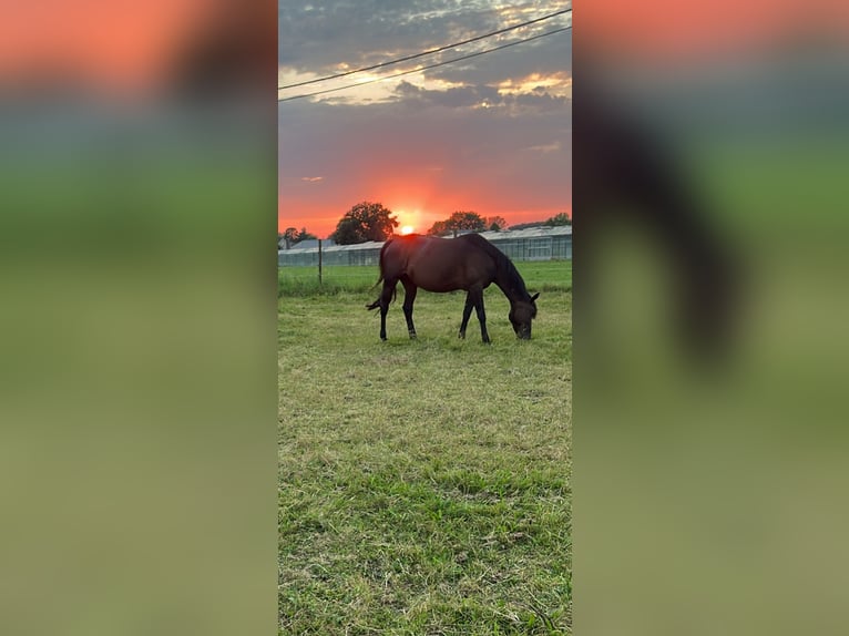 Belgisches Sportpferd Stute 7 Jahre 155 cm Schwarzbrauner in Hallaar