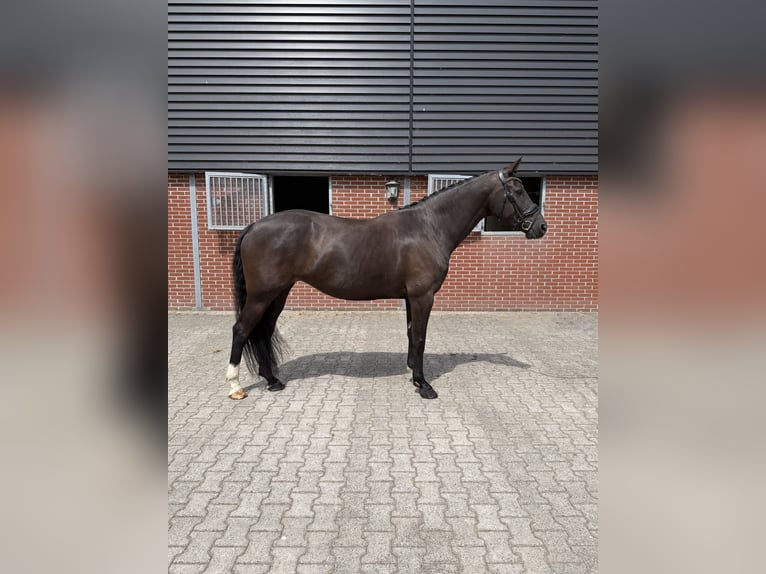 Belgisches Sportpferd Stute 7 Jahre 164 cm Rappe in Nigtevecht