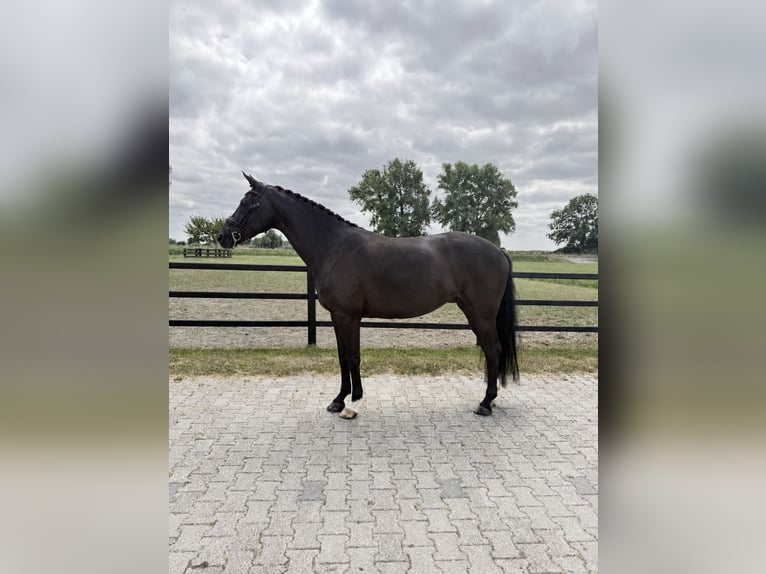 Belgisches Sportpferd Stute 7 Jahre 164 cm Rappe in Nigtevecht