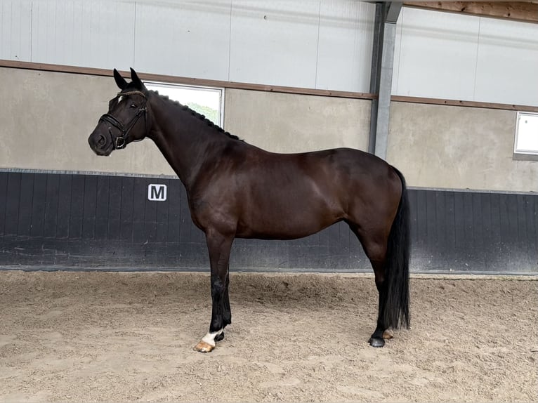 Belgisches Sportpferd Stute 7 Jahre 164 cm Rappe in Nigtevecht