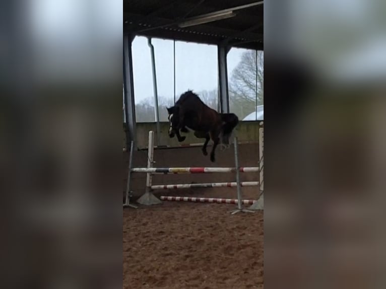 Belgisches Sportpferd Stute 7 Jahre 166 cm Dunkelbrauner in Meeuwen