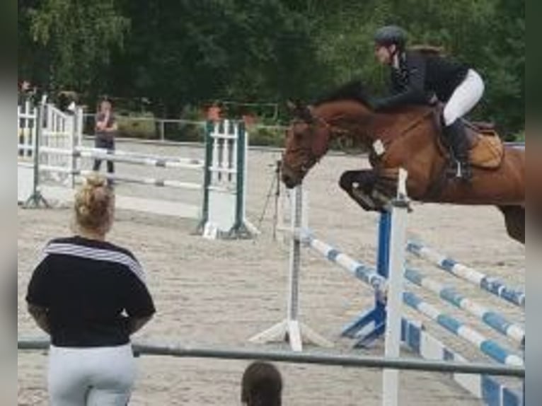 Belgisches Sportpferd Stute 8 Jahre 165 cm Brauner in Adelebsen