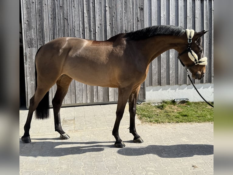 Belgisches Sportpferd Stute 8 Jahre 165 cm Dunkelbrauner in Erharting