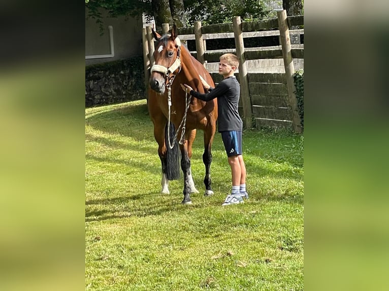 Belgisches Sportpferd Stute 8 Jahre 167 cm Brauner in Saint-Éloy-les-Tuileries