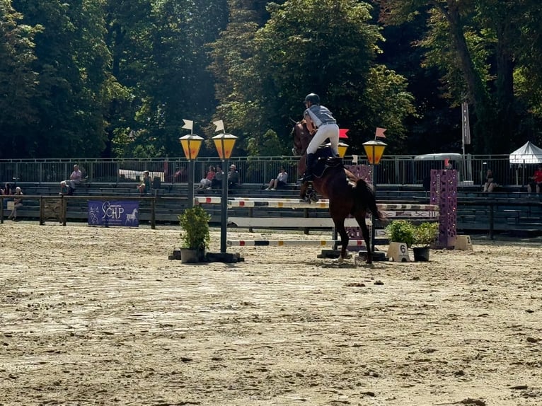 Belgisches Sportpferd Stute 8 Jahre 167 cm Brauner in Saint-Éloy-les-Tuileries