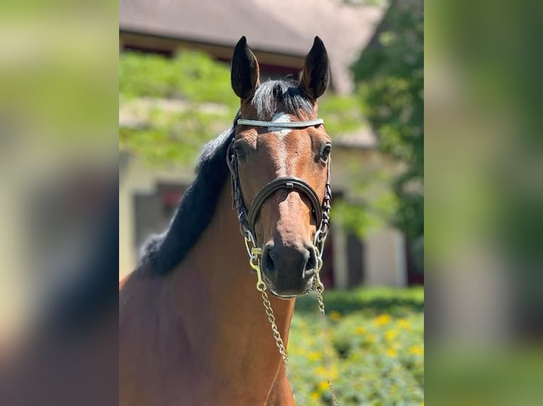 Belgisches Sportpferd Stute 8 Jahre 167 cm Brauner in Saint-Éloy-les-Tuileries