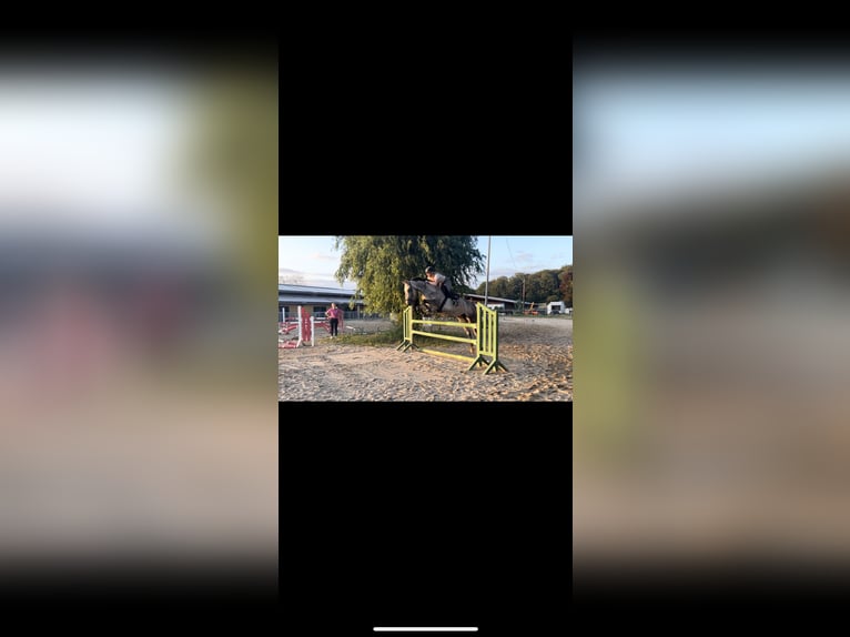 Belgisches Sportpferd Stute 8 Jahre 167 cm Schimmel in Langenselbold