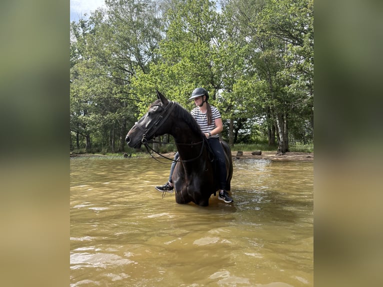 Belgisches Sportpferd Stute 8 Jahre 169 cm Rappe in Saint-Léon