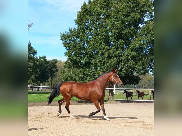 Belgisches Sportpferd Stute 8 Jahre 173 cm Brauner in Rijkevorsel