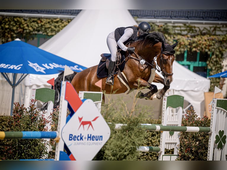 Belgisches Sportpferd Stute 8 Jahre 173 cm Brauner in Ludwigshafen