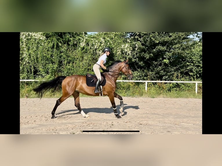 Belgisches Sportpferd Stute 8 Jahre 173 cm Brauner in Ludwigshafen