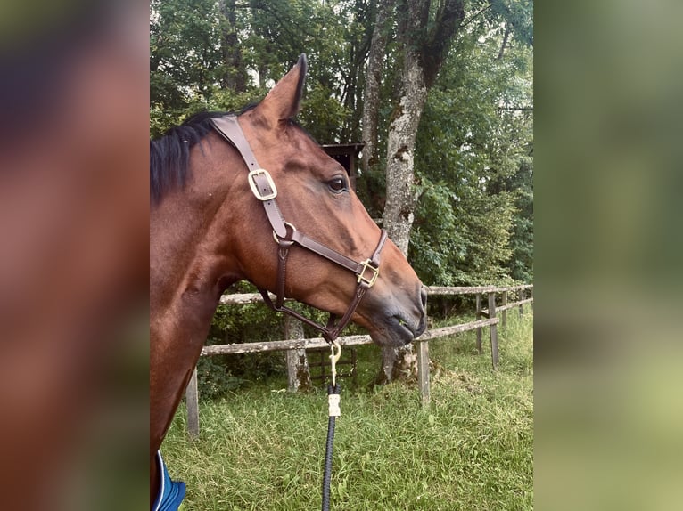 Belgisches Sportpferd Stute 8 Jahre 173 cm Brauner in Ludwigshafen