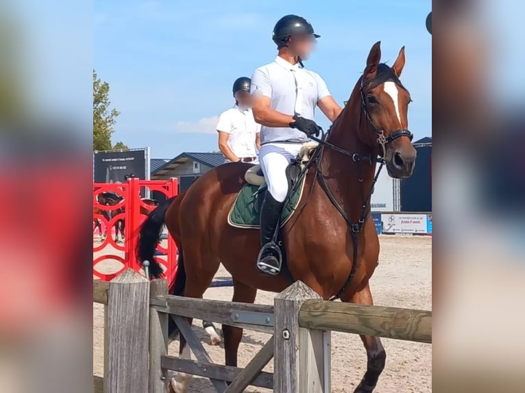 Belgisches Sportpferd Stute 8 Jahre 173 cm Brauner in Rijkevorsel