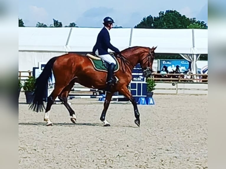 Belgisches Sportpferd Stute 8 Jahre 173 cm Brauner in Rijkevorsel