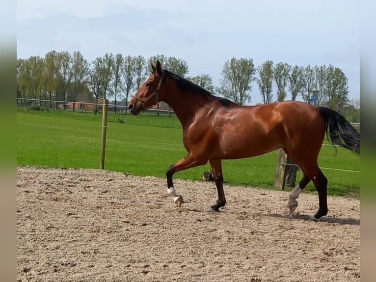 Belgisches Sportpferd Stute 8 Jahre 173 cm Brauner in Rijkevorsel